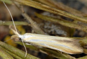 Coleophora cracella 2