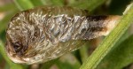 Coleophora cracella