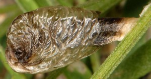 Coleophora cracella f 1