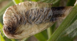 Coleophora cracella f 2