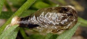 Coleophora cracella f 3