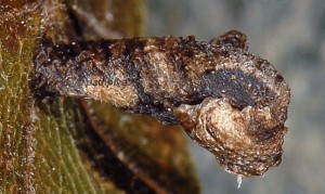 Coleophora currucipennella f 1