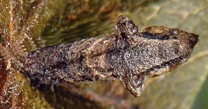 Coleophora currucipennella f 2