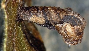 Coleophora currucipennella f 3