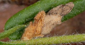 Coleophora cyrniella f 1