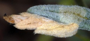 Coleophora cyrniella f 2