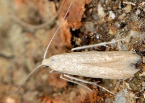 Coleophora deviella 2