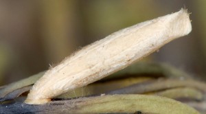 Coleophora deviella f 1