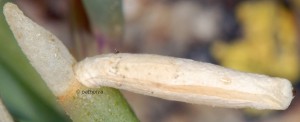 Coleophora deviella f 2