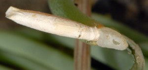 Coleophora deviella f 3