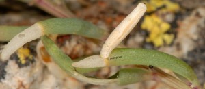 Coleophora deviella f 4