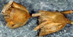 Coleophora dianthi f 1