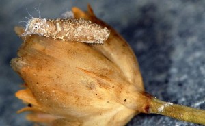 Coleophora dianthi f 2
