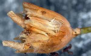 Coleophora dianthi f 3
