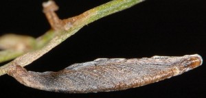 Coleophora ditella f 1