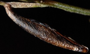 Coleophora ditella f 2