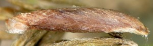 Coleophora dubiella f 1