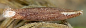 Coleophora dubiella f 2