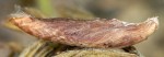 Coleophora dubiella