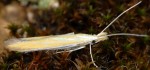 Coleophora flaviella (I)