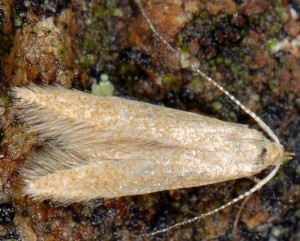 Coleophora flavipennella 5