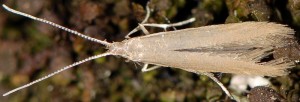 Coleophora glaucicolella 3