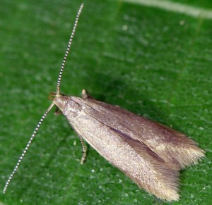 Coleophora gryphipennella 1