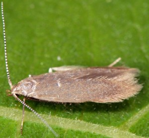 Coleophora gryphipennella 2