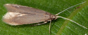 Coleophora gryphipennella 3