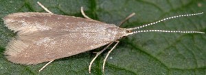 Coleophora gryphipennella 4