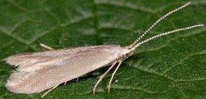 Coleophora gryphipennella 6