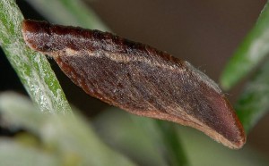 Coleophora helichrysiella f 1