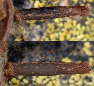 Coleophora hemerobiella f 2