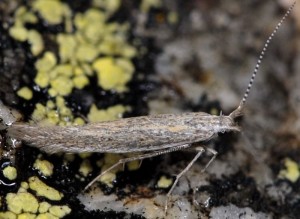 Coleophora hermanniella 3