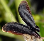  Coleophora involucrella