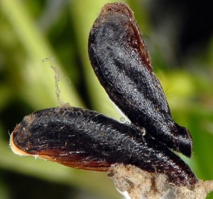 Coleophora involucrella f
