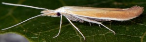 Coleophora kasyi 1