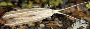 Coleophora lineata 3