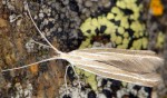 Coleophora lineata (I)