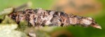 Coleophora lineolea (F)