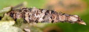 Coleophora lineolea f 1