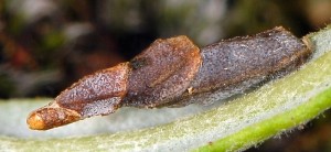 Coleophora lusciniaepennella f 1