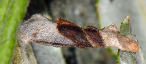 Coleophora lusciniaepennella f 2