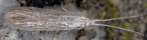 Coleophora maritimella 5