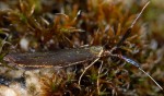 Coleophora mayrella (I)