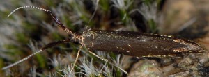 Coleophora mayrella 7