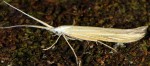 Coleophora nepetellae (I, F)