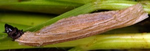 Coleophora nepetellae f 1