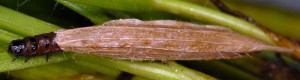 Coleophora nepetellae f 2
