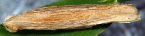 Coleophora nepetellae f 4